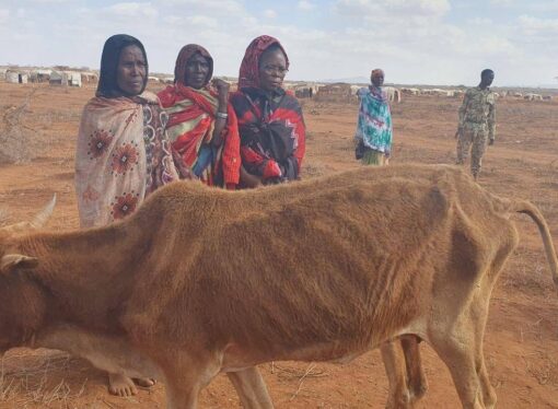 <strong>Kibba Oromiyaa Godina Booranaatti Hongee dhalateen walqabatee Beelli seene ammallee ummata miliyoonatti herregamuuf yaaddoo dha.</strong>