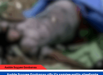 Ajjechaa suukanneessaa hidhattootni mootummaa Godina Gujii Ona Sabbaa Boruu keessatti dubartii ulfaa irratti raawwatan hawaasa naannootti gaddaa fi rifaatuu uume