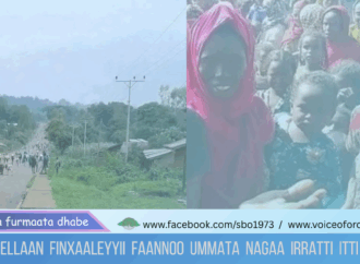 Gaaga’ama Humnootni Goolessituu Faannoo fi Liyyuu haayiliin Sumaalee Ummata Oromoo irraan ga’aa jiran