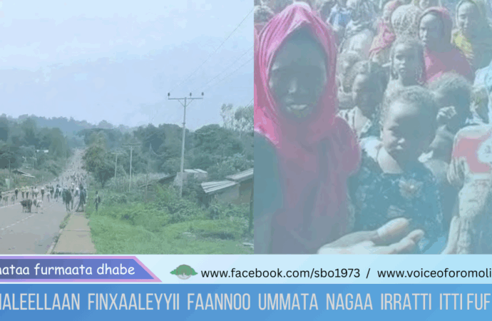 Gaaga’ama Humnootni Goolessituu Faannoo fi Liyyuu haayiliin Sumaalee Ummata Oromoo irraan ga’aa jiran